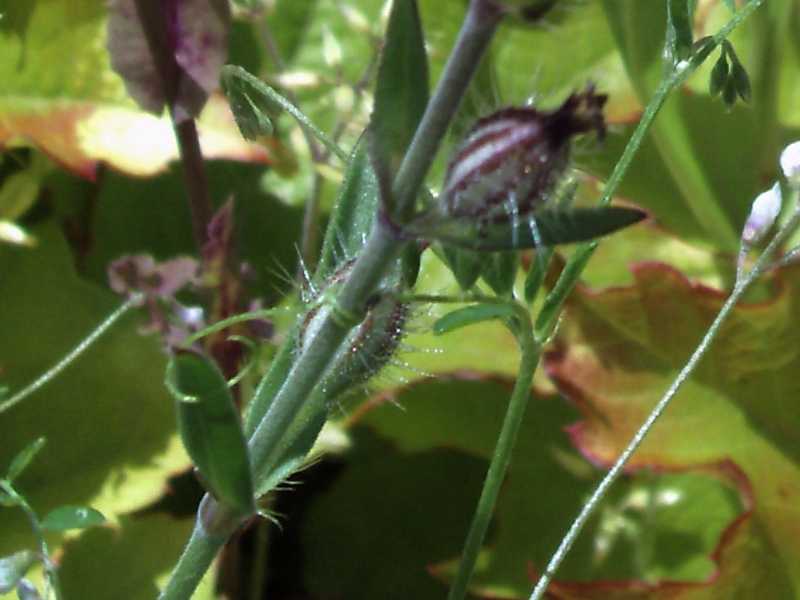 Silene gallica